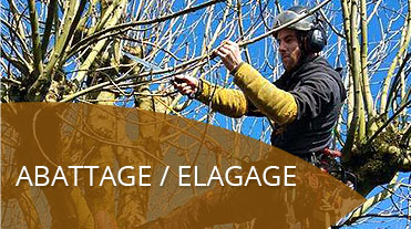 Abattage / Elagage